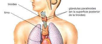 Glándula del Timo - Fundación Sonría
