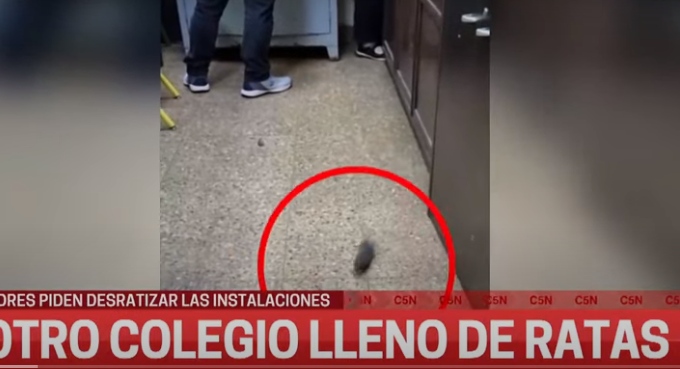Otro colegio lleno de ratas en la Ciudad – Noticias La Insuperable