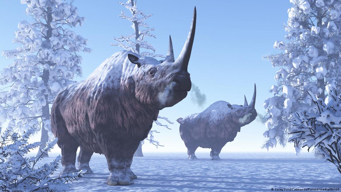 El último secreto del rinoceronte lanudo