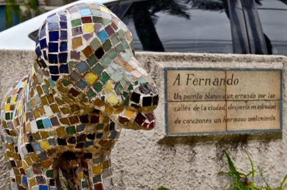 Perro Fernando Resistencia