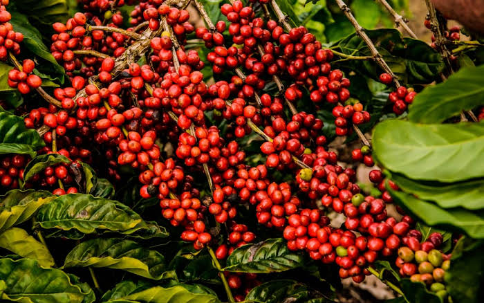 Ramas de planta de café con granos rojos maduros y hojas verdes.