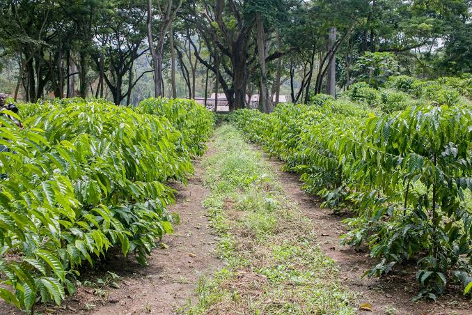 Campo de cultivo de café con plantas alineadas a ambos lados de un sendero, rodeadas de árboles.