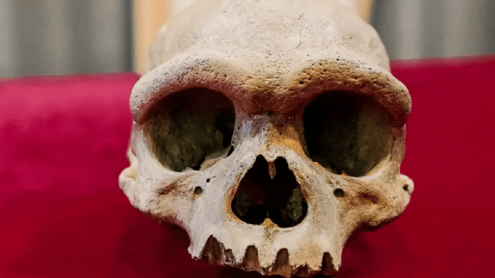 Cráneo humano expuesto sobre una superficie roja, mostrando detalles óseos y cavidades faciales.